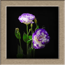 Eustoma Seeds Perennial Flowering Plants  Potted Flowers Seeds Lisianthus  100 seeds free ship