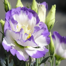 Hot Sale  Rare eustoma seeds Flower 100 Seeds  Bonsai Seeds for Home & Garden