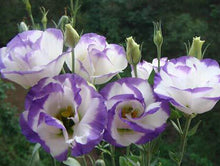 Hot Sale  Rare eustoma seeds Flower 100 Seeds  Bonsai Seeds for Home & Garden