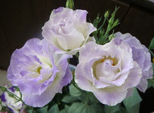 Hot Sale  Rare eustoma seeds Flower 100 Seeds  Bonsai Seeds for Home & Garden