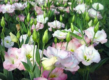 Hot Sale  Rare eustoma seeds Flower 100 Seeds  Bonsai Seeds for Home & Garden