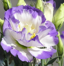 Hot Sale  Rare eustoma seeds Flower 100 Seeds  Bonsai Seeds for Home & Garden