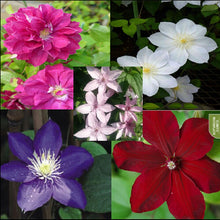 free ship Vine Clematis potted clematis garden flowers, no the clematis 40 seeds