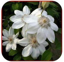 free ship Vine Clematis potted clematis garden flowers, no the clematis 40 seeds