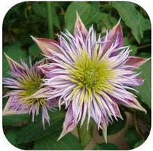 free ship Vine Clematis potted clematis garden flowers, no the clematis 40 seeds