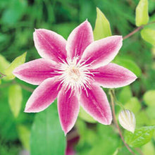 free ship Vine Clematis potted clematis garden flowers, no the clematis 40 seeds