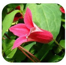 free ship Vine Clematis potted clematis garden flowers, no the clematis 40 seeds