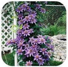 free ship Vine Clematis potted clematis garden flowers, no the clematis 40 seeds