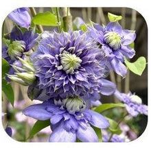 free ship Vine Clematis potted clematis garden flowers, no the clematis 40 seeds