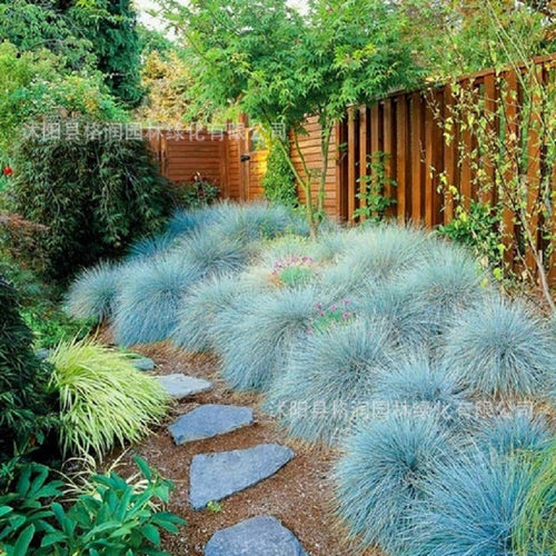 Blue Fescue Grass Seeds - (Festuca glauca) perennial hardy ornamental beautiful grass seeds for flower pot planters 100pcs