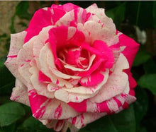 200pcs red Rose Seed Professional Seedling floer Plant/ Vary Colors Selection garden flowers Seeds Pot Bonsai