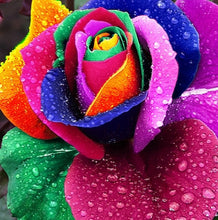 200pcs red Rose Seed Professional Seedling floer Plant/ Vary Colors Selection garden flowers Seeds Pot Bonsai