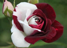 200pcs red Rose Seed Professional Seedling floer Plant/ Vary Colors Selection garden flowers Seeds Pot Bonsai