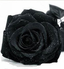 200pcs red Rose Seed Professional Seedling floer Plant/ Vary Colors Selection garden flowers Seeds Pot Bonsai