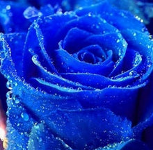 200pcs red Rose Seed Professional Seedling floer Plant/ Vary Colors Selection garden flowers Seeds Pot Bonsai