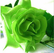 200pcs red Rose Seed Professional Seedling floer Plant/ Vary Colors Selection garden flowers Seeds Pot Bonsai