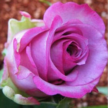 200pcs red Rose Seed Professional Seedling floer Plant/ Vary Colors Selection garden flowers Seeds Pot Bonsai