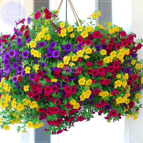 BELLFARM Hanging Petunia Mixed Seeds, Professional Pack, 200 Seeds, Very Beautiful Garden Flowers Light Up Your Garden TS029