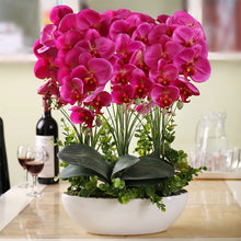 Phalaenopsis suite living room interior decoration  flowers potted 100 seeds