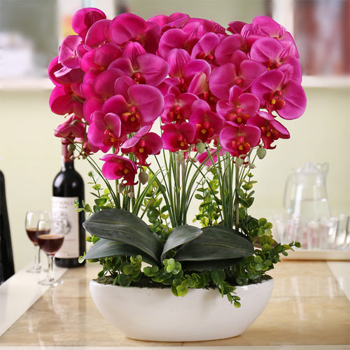 Phalaenopsis suite living room interior decoration  flowers potted 100 seeds