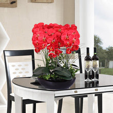 Phalaenopsis suite living room interior decoration  flowers potted 100 seeds