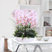 Phalaenopsis suite living room interior decoration  flowers potted 100 seeds