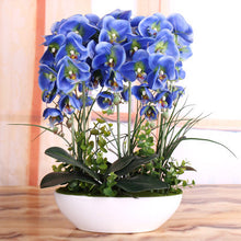 Phalaenopsis suite living room interior decoration  flowers potted 100 seeds