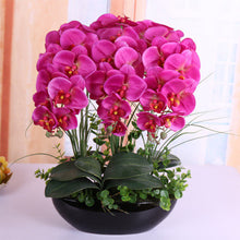 Phalaenopsis suite living room interior decoration  flowers potted 100 seeds