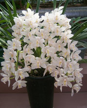 Phalaenopsis suite living room interior decoration  flowers potted 100 seeds