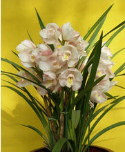 Phalaenopsis suite living room interior decoration  flowers potted 100 seeds