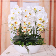 Phalaenopsis suite living room interior decoration  flowers potted 100 seeds