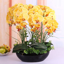 Phalaenopsis suite living room interior decoration  flowers potted 100 seeds