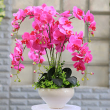 Phalaenopsis suite living room interior decoration  flowers potted 100 seeds