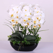 Phalaenopsis suite living room interior decoration  flowers potted 100 seeds