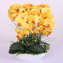 Phalaenopsis suite living room interior decoration  flowers potted 100 seeds