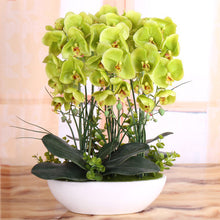 Phalaenopsis suite living room interior decoration  flowers potted 100 seeds