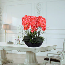 Phalaenopsis suite living room interior decoration  flowers potted 100 seeds