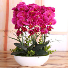 Phalaenopsis suite living room interior decoration  flowers potted 100 seeds
