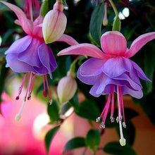 Fuchsia lanterns/flower/flower seeds Indoor balcony living room/Begonia Bell pot flower seeds 10 seeds