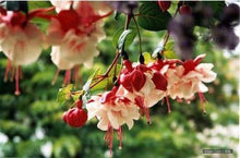 Fuchsia lanterns/flower/flower seeds Indoor balcony living room/Begonia Bell pot flower seeds 10 seeds