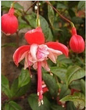 Fuchsia lanterns/flower/flower seeds Indoor balcony living room/Begonia Bell pot flower seeds 10 seeds