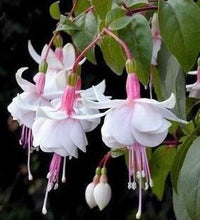 Fuchsia lanterns/flower/flower seeds Indoor balcony living room/Begonia Bell pot flower seeds 10 seeds