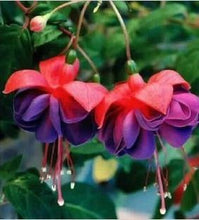 Fuchsia lanterns/flower/flower seeds Indoor balcony living room/Begonia Bell pot flower seeds 10 seeds