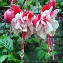Fuchsia lanterns/flower/flower seeds Indoor balcony living room/Begonia Bell pot flower seeds 10 seeds