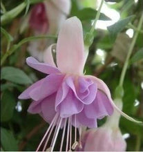 Fuchsia lanterns/flower/flower seeds Indoor balcony living room/Begonia Bell pot flower seeds 10 seeds