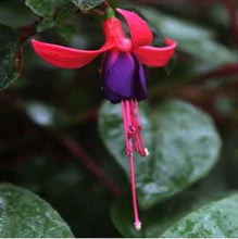 Fuchsia lanterns/flower/flower seeds Indoor balcony living room/Begonia Bell pot flower seeds 10 seeds