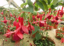 Fuchsia lanterns/flower/flower seeds Indoor balcony living room/Begonia Bell pot flower seeds 10 seeds