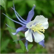 Fuchsia lanterns/flower/flower seeds Indoor balcony living room/Begonia Bell pot flower seeds 10 seeds
