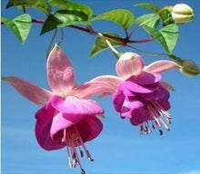 Fuchsia lanterns/flower/flower seeds Indoor balcony living room/Begonia Bell pot flower seeds 10 seeds