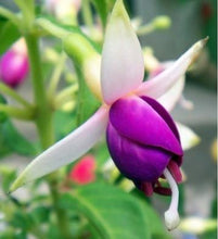 Fuchsia lanterns/flower/flower seeds Indoor balcony living room/Begonia Bell pot flower seeds 10 seeds